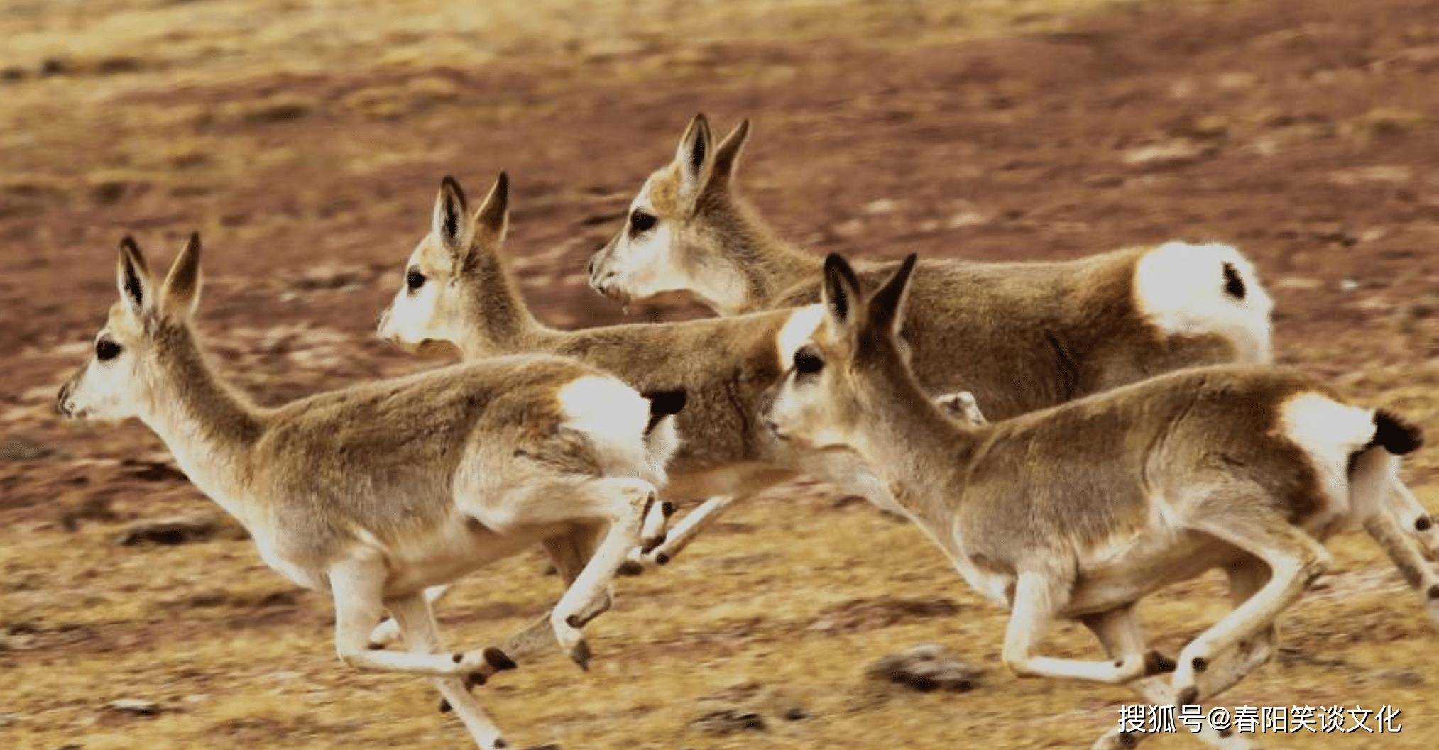 爱游戏官网入口-阿尔巴尼亚击败摩尔多瓦,保持势不可挡的简单介绍